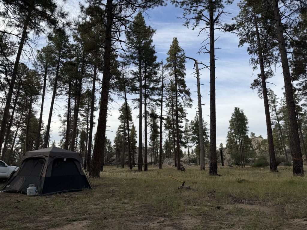 A tent set up among tall pine trees in a grassy clearing at our campsite in northern Arizona