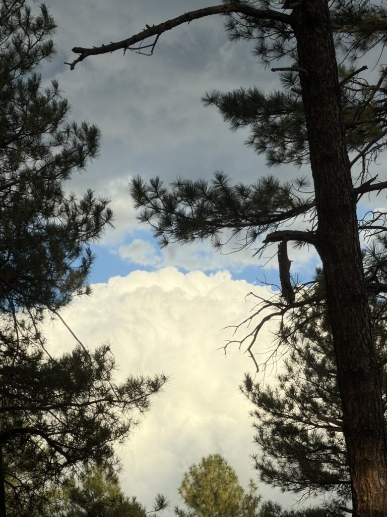 Gray clouds and patches of blue sky seen through the branches of tall pines