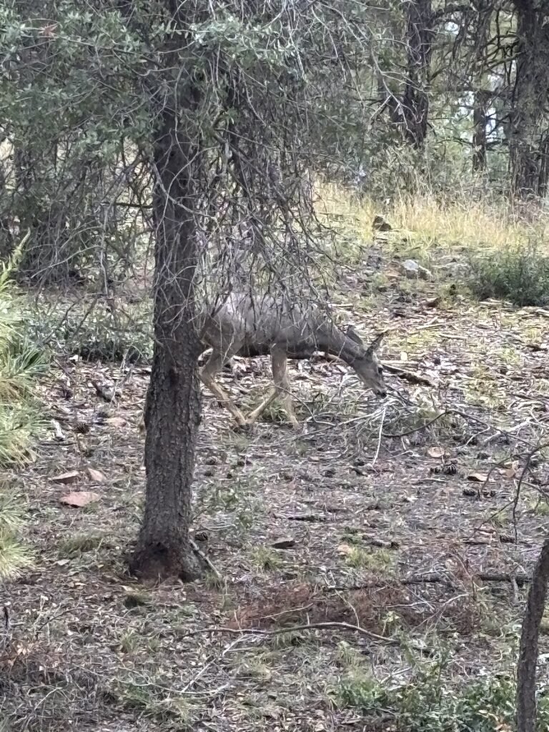 A deer walking through the pines and dry grass in the forest