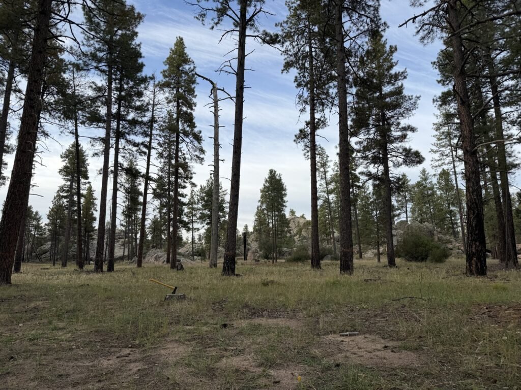 Tall pine trees and a grassy clearing under a blue sky with thin clouds near our campsite