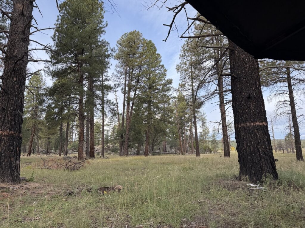 Morning light through tall pines over a grassy clearing at camp