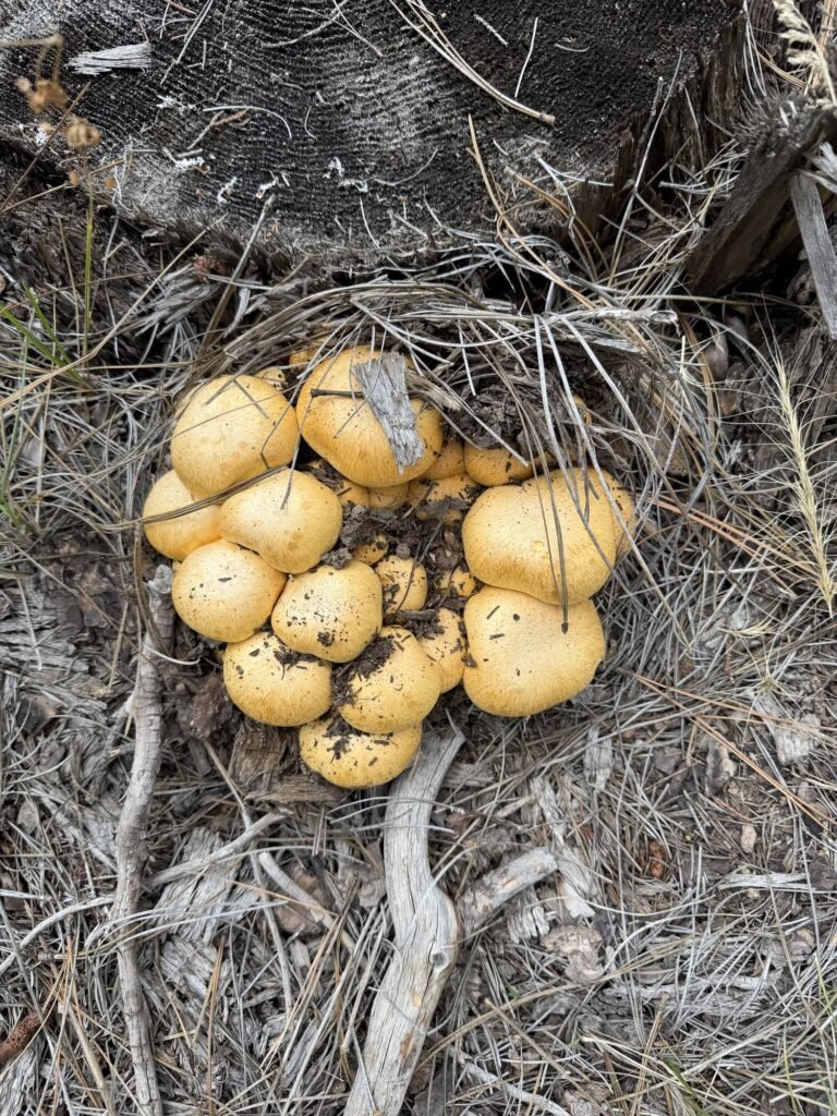 A cluster of yellow mushrooms growing in pine needles on the forest floor